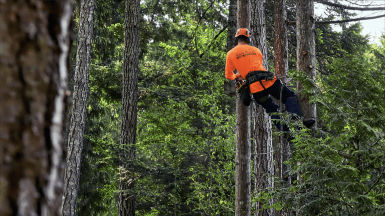 Tree trimming by Cleab Cuts Tree Service in Parksville, BC