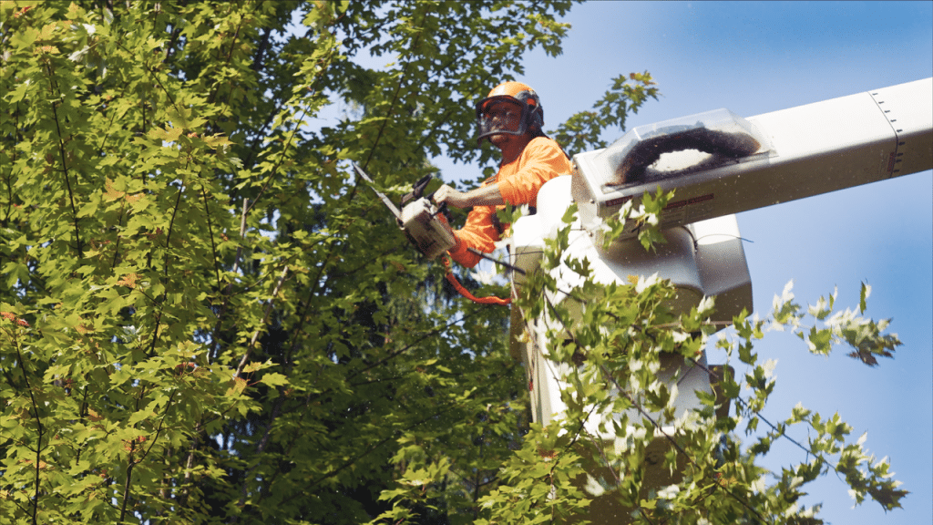 Tree Trimming Services, Qualicum