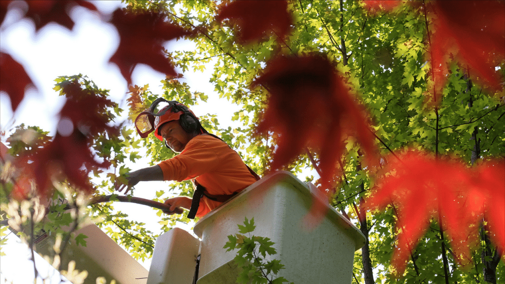 Man up in the trees, tree trimming services by Clean Cuts Tree Service in Qualicum, BC. Parksville tree service.