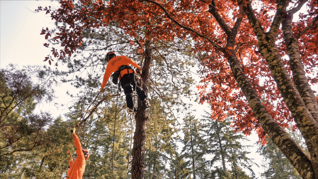 Man on rope in trees, trimming by Clean Cuts Tree Service in Qualicum, BC