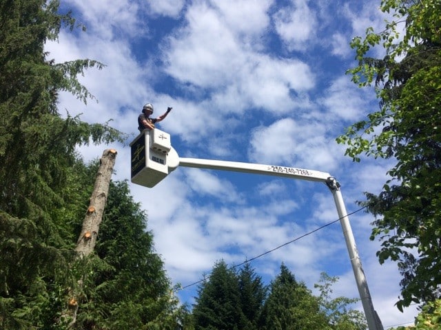 arborists near me – team member on crane